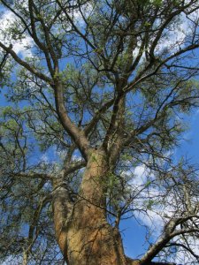 Looking up at a musangu canopy in March