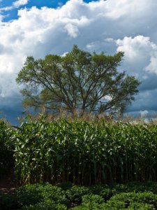 A large lone musangu tree amongst a field of Maize (Photo by Rob)